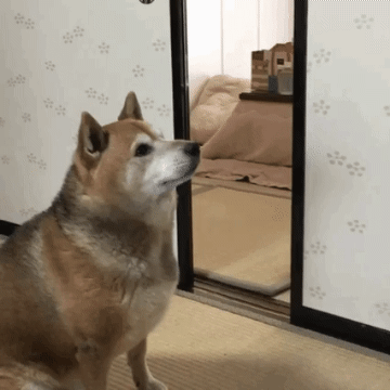 ad1f09e5924ba42e529a3d5f77a27116_1733465701_7075.gif